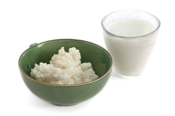 Dairy kefir grains